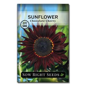 sow right seeds – chocolate cherry sunflower seeds for planting – non-gmo heirloom packet with instructions to plant a home vegetable garden