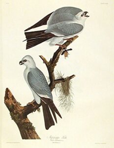 mississippi kite. from”the birds of america” (amsterdam edition)