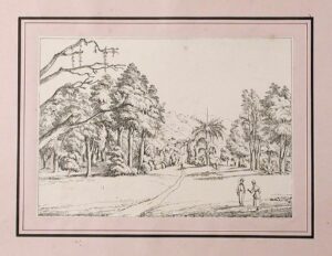 a series of three views of the botanic garden on the island of st. vincent, west indies