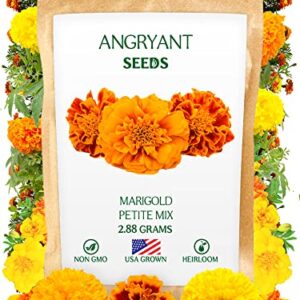 Marigold Petite Mix Seeds - 999+ Heirloom Flower Seeds for Planting Indoors and Outdoors in Your Home Garden - Non GMO, USA Grown - Annual, Open Pollinated Wildflower Seeds Bulk for Companion Planting