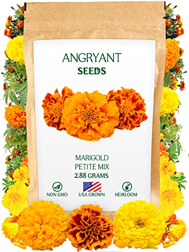 Marigold Petite Mix Seeds - 999+ Heirloom Flower Seeds for Planting Indoors and Outdoors in Your Home Garden - Non GMO, USA Grown - Annual, Open Pollinated Wildflower Seeds Bulk for Companion Planting