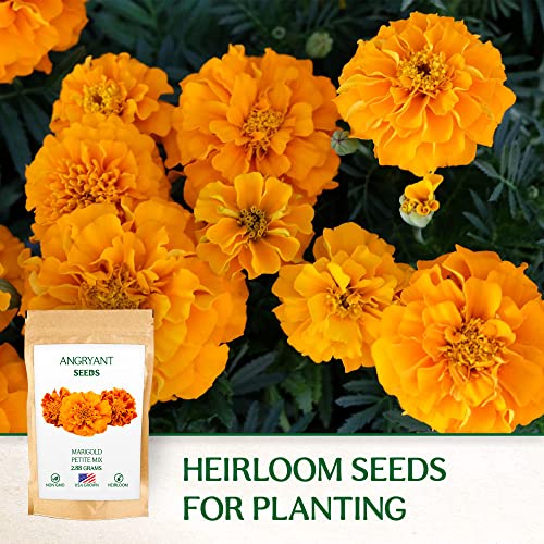 Marigold Petite Mix Seeds - 999+ Heirloom Flower Seeds for Planting Indoors and Outdoors in Your Home Garden - Non GMO, USA Grown - Annual, Open Pollinated Wildflower Seeds Bulk for Companion Planting