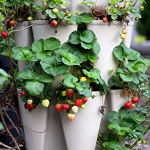 Greenstalk Patented Large 5 Tier Vertical Garden Planter with Patented Internal Watering System Great for Growing a Variety of Strawberries, Vegetables, Herbs, & Flowers (Stunning Stone)