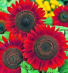 sunflower seeds for planting – grow red velvet queen sun flowers in your garden – 25 non gmo heirloom seeds – full planting instructions for easy to grow – great gardening gifts (1 packet)