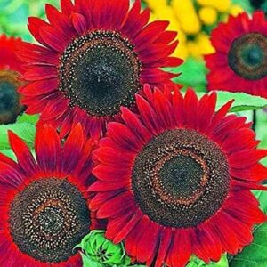 Sunflower Seeds for Planting - Grow Red Velvet Queen Sun Flowers in Your Garden - 25 Non GMO Heirloom Seeds - Full Planting Instructions for Easy to Grow - Great Gardening Gifts (1 Packet)