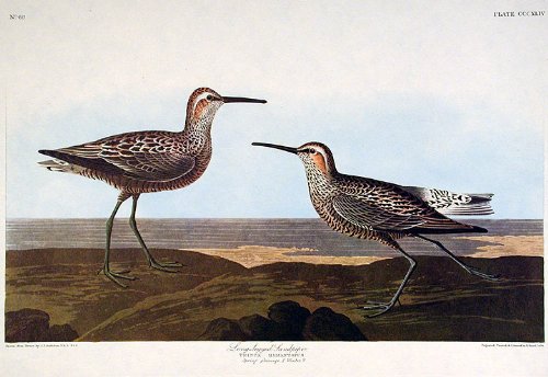 Long-legged Sandpiper. From"The Birds of America" (Amsterdam Edition)