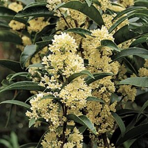 ( 1 ) – fudingzhu fragrant tea olive ( osmanthus ) – starter plant ( sm )( 1 plant )