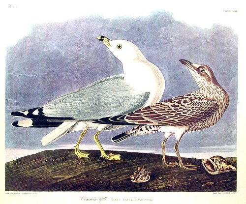 Common Gull. From"The Birds of America" (Amsterdam Edition)