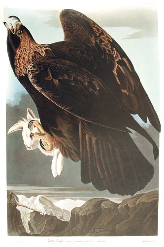 Golden Eagle. From"The Birds of America" (Amsterdam Edition)