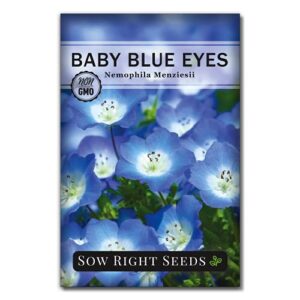 sow right seeds – baby blue eyes flower seeds for planting – beautiful flowers to plant in your home garden – indoors or outdoors – non-gmo heirloom seeds – attract pollinators – great gardening gifts