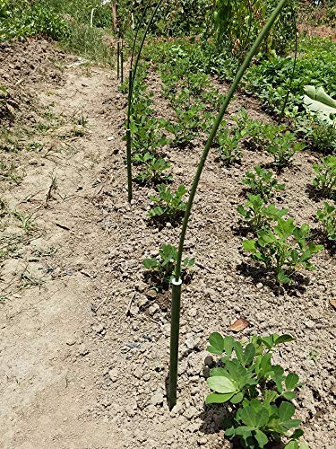 Garden Hoops for Raised Beds Hoop House Greenhouse Hoops for Garden Beds Green House Hoops for Garden Netting Wire Hoops Garden Tunnel Garden Hoops for Row Cover Hoops Fiberglass 6.56ft+1.31ft (6Pack)