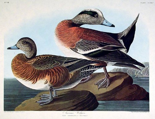 American Widgeon. From"The Birds of America" (Amsterdam Edition)