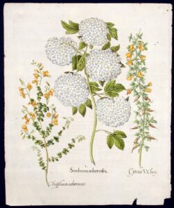 sambucus arborrosea [snowball viburnum]; trifolium arborescens [garden broom]; cytisus v. clusy [low-growing alpine broom]