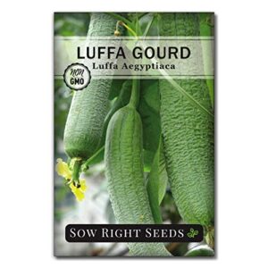 Sow Right Seeds - Luffa Gourd Seed for Planting - Non-GMO Heirloom Packet with Instructions to Plant a Home Vegetable Garden - Great Gardening Gift (1)