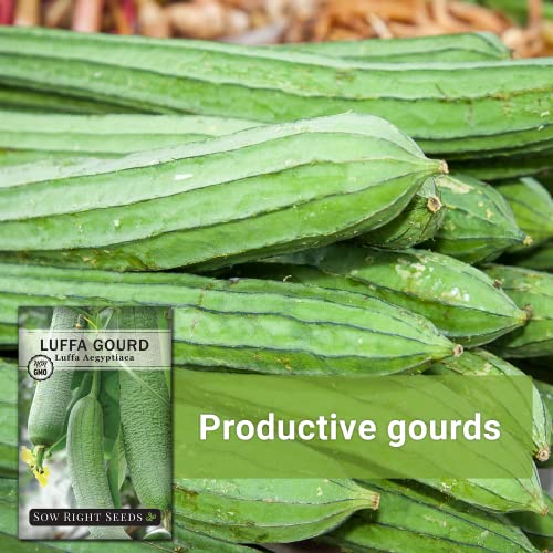 Sow Right Seeds - Luffa Gourd Seed for Planting - Non-GMO Heirloom Packet with Instructions to Plant a Home Vegetable Garden - Great Gardening Gift (1)