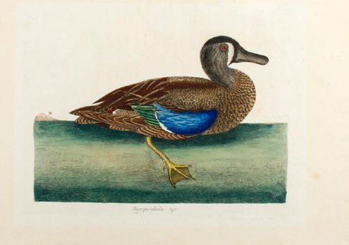 Querquedula &c [ Blue-winged Teal]