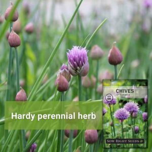 Sow Right Seeds - Chives Seed for Planting - Non-GMO Heirloom; Instructions to Plant and Grow Kitchen Herb Garden, Indoor or Outdoor; Great Garden Gift (1)