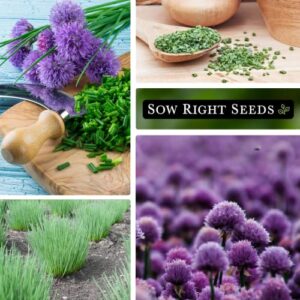 Sow Right Seeds - Chives Seed for Planting - Non-GMO Heirloom; Instructions to Plant and Grow Kitchen Herb Garden, Indoor or Outdoor; Great Garden Gift (1)
