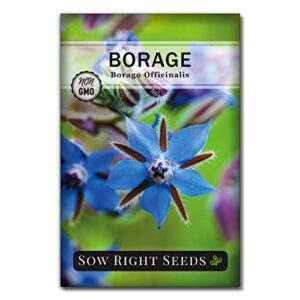 sow right seeds – borage seed to plant – non-gmo heirloom seeds – full instructions for easy planting and growing a kitchen herb garden, indoors or outdoor; great gardening gift (1)