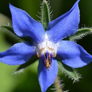 Sow Right Seeds - Borage Seed to Plant - Non-GMO Heirloom Seeds - Full Instructions for Easy Planting and Growing a Kitchen Herb Garden, Indoors or Outdoor; Great Gardening Gift (1)