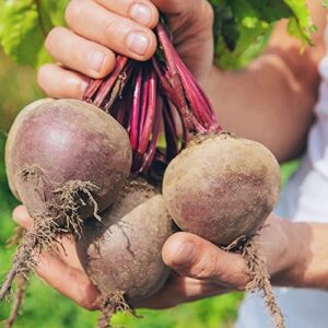 The Old Farmer's Almanac Heirloom Beet Seeds (Detroit Dark Red) - Approx 360 Seeds - Non-GMO, Open Pollinated, USA Origin