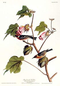 bay-breasted warbler. from”the birds of america” (amsterdam edition)