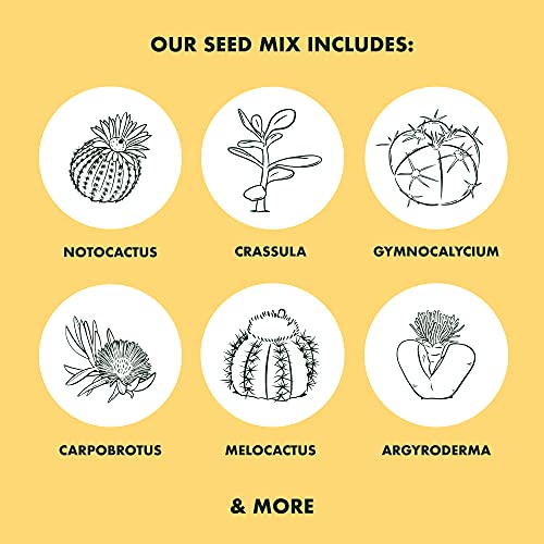 Cactus Succulent Seed Starter Kit - Indoor Garden Grow Kits, Seeds for Planting Mini Cactus Succulent Plants, Plant Markers, Soil, Pots, Wood Box - Gardening Gifts, Terrarium, Cacti Succulents Decor