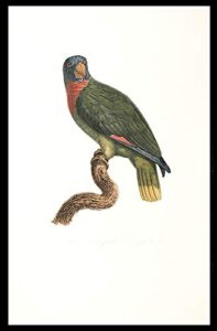 [le perroquet bouquet (red-necked amazon [amazona arausiaca])]