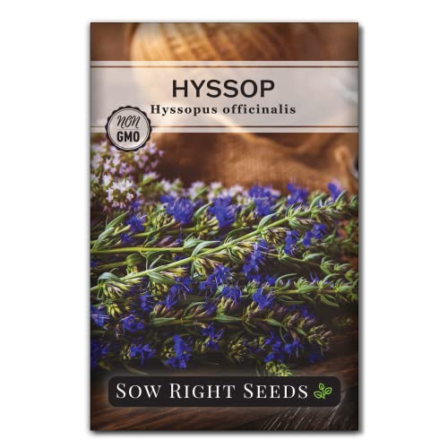 Sow Right Seeds - Anise Hyssop Seed for Planting - Medicinal Herb to Plant in Your Home Garden - Attracts Pollinators - Stunning Purple Flowers - Non-GMO Heirloom Seeds - Great Gardening Gift