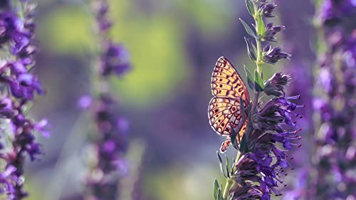 Sow Right Seeds - Anise Hyssop Seed for Planting - Medicinal Herb to Plant in Your Home Garden - Attracts Pollinators - Stunning Purple Flowers - Non-GMO Heirloom Seeds - Great Gardening Gift