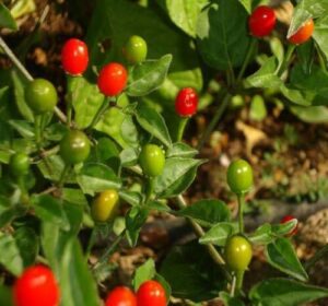 red supply solution chiltepin aka tepin pepper 25+ seeds – capsicum, organic fresh seeds non-gmo, indoor/outdoor seed for planting home garden