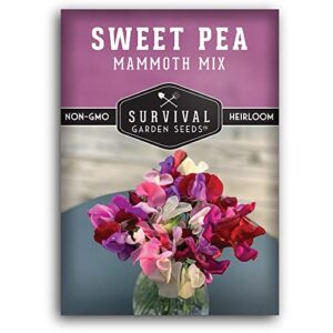 Survival Garden Seeds - Mammoth Sweet Pea Seed for Planting - Packet with Instructions to Plant and Grow Fragrant Blossoms in Your Home Flower and Vegetable Garden - Non-GMO Heirloom Variety