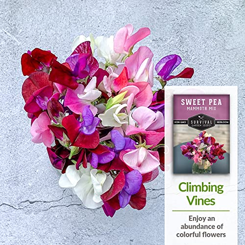 Survival Garden Seeds - Mammoth Sweet Pea Seed for Planting - Packet with Instructions to Plant and Grow Fragrant Blossoms in Your Home Flower and Vegetable Garden - Non-GMO Heirloom Variety