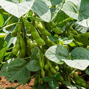 " BeSweet " Edamame Seeds for Planting, 25+ Heirloom Seeds Per Packet, (Isla's Garden Seeds), Non GMO Seeds, Botanical Name: Soybean (Glycine max (L.), Great Home Garden Gift