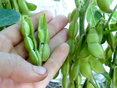 " BeSweet " Edamame Seeds for Planting, 25+ Heirloom Seeds Per Packet, (Isla's Garden Seeds), Non GMO Seeds, Botanical Name: Soybean (Glycine max (L.), Great Home Garden Gift