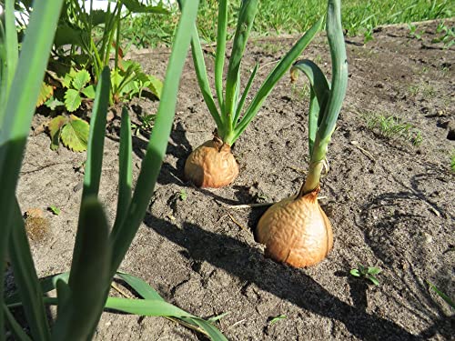 Yellow Sweet Spanish Onion Seeds for Planting, 750+ Heirloom Seeds Per Packet, (Isla's Garden Seeds), Non GMO Seeds, Botanical Name: Allium cepa, Great Home Garden Gift