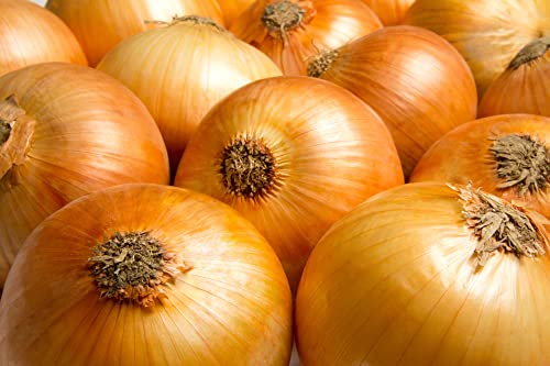 Yellow Sweet Spanish Onion Seeds for Planting, 750+ Heirloom Seeds Per Packet, (Isla's Garden Seeds), Non GMO Seeds, Botanical Name: Allium cepa, Great Home Garden Gift