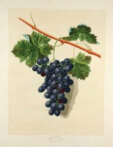 [grapes] grape of calmes