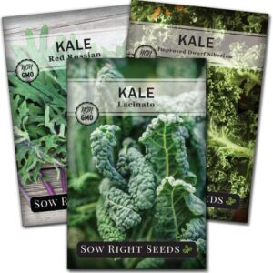 sow right seeds – kale seed collection for planting – non-gmo heirloom packet with instructions to plant and grow a home vegetable garden, great gardening gift