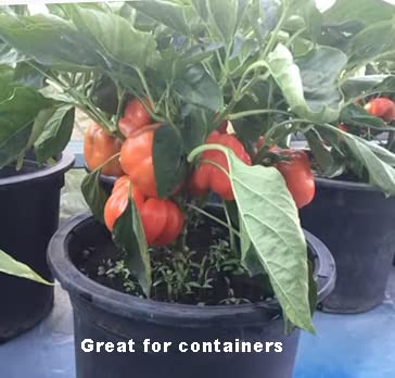 40 Sweet Pepper Seeds for Planting, Green and Red Bell Pepper Seeds, Non-GMO Heirloom Seeds Vegetable Seeds for Home Vegetable Garden & Hydronic Pods. (40ct Veggie Seeds: Pepper-California Wonder)