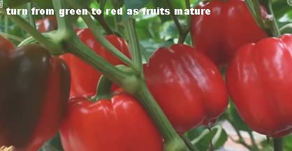 40 Sweet Pepper Seeds for Planting, Green and Red Bell Pepper Seeds, Non-GMO Heirloom Seeds Vegetable Seeds for Home Vegetable Garden & Hydronic Pods. (40ct Veggie Seeds: Pepper-California Wonder)