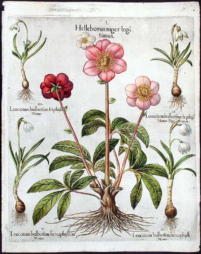 [Christmas rose] Helleborus niger legitimus; [Snowdrop] Leucoium bulbosum triphyl Maius Byzanthinum; [[Snowdrop] Leucoium bulbosum triphyl minus; [Snowflake] Leucoium bulbosum nexaphyll Maius; [Small-flowered snowflake] Leucoium bulbosum hexaphyllon Minus