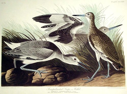 Semipalmated Snipe or Willet. From"The Birds of America" (Amsterdam Edition)