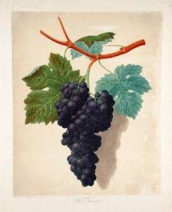 [grapes] black muscadine