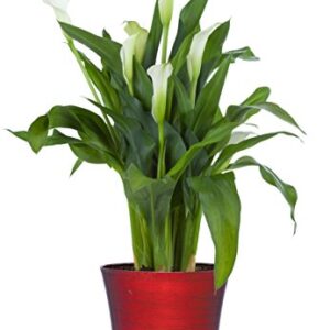 Classic Home and Garden 1255-098 Bella Planter, Ruby Slipper