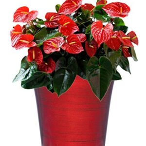 Classic Home and Garden 1255-098 Bella Planter, Ruby Slipper