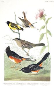 chestnut-colored finch, black-headed siskin, black crown bunting, arctic ground-finch. from”the birds of america” (amsterdam edition)