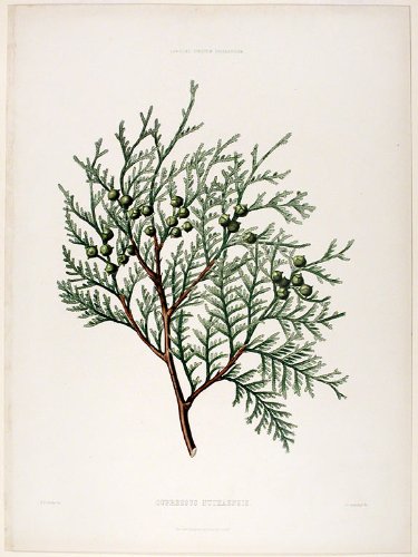 Cupressus nutkaensis (Nootka or Alaska Cedar)