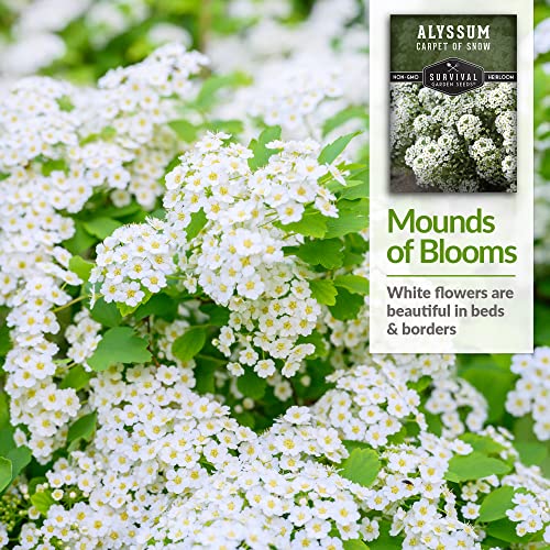 Survival Garden Seeds - Carpet of Snow Alyssum Seed for Planting - Packet with Instructions to Plant and Grow Lobularia maritima in Your Home Flower or Vegetable Garden - Non-GMO Heirloom Variety