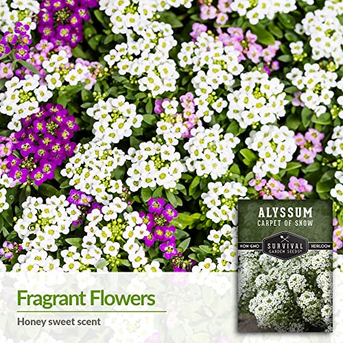 Survival Garden Seeds - Carpet of Snow Alyssum Seed for Planting - Packet with Instructions to Plant and Grow Lobularia maritima in Your Home Flower or Vegetable Garden - Non-GMO Heirloom Variety